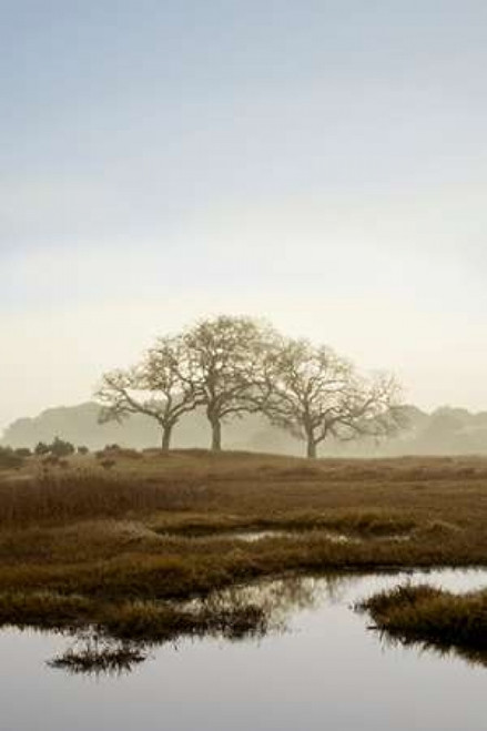 Oak Tree - 66 Poster Print by Alan Blaustein - Item # VARPDXABSFH66B