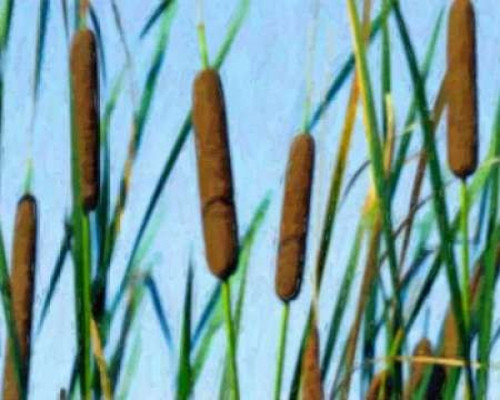 Cattailes Poster Print by C. Thomas McNemar - Item # VARPDXPSMNR126