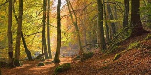 Autumn beech woods Birks o Aberfeldy Poster Print by  Anonymous - Item # VARPDX2AA1585