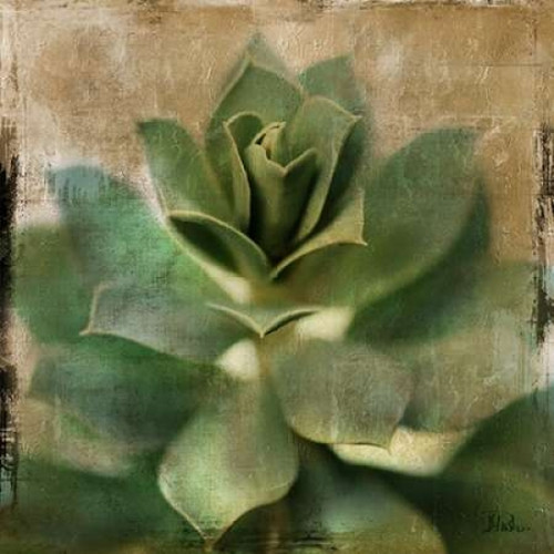 Succulent I Poster Print by Patricia Pinto - Item # VARPDX7484