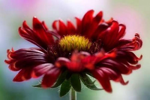 Flame Poster Print by Mandy Disher - Item # VARPDXD880D