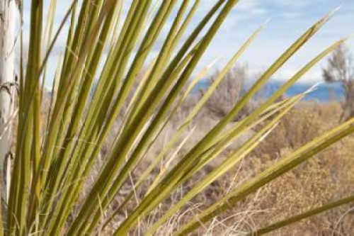 Century Plant II Poster Print by Dana Styber - Item # VARPDXPSSTY111