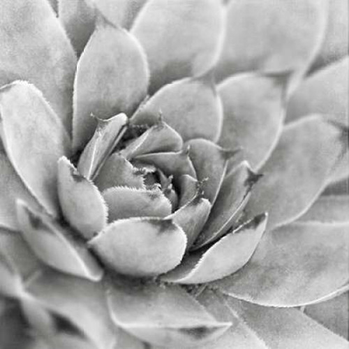 Garden Succulent IV Poster Print by Laura Marshall - Item # VARPDX20827