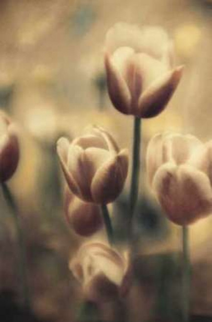 Tinted Tulips III Poster Print by Thea Schrack - Item # VARPDXSTP244