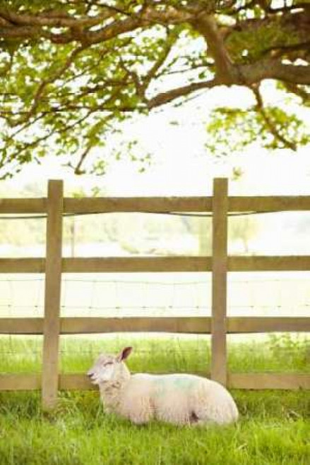 Pasture Sheep II Poster Print by Karyn Millet - Item # VARPDXPSMLT294