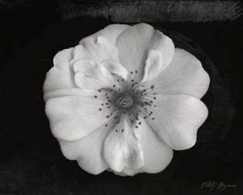 Classic Beauty Poster Print by Vitaly Geyman - Item # VARPDXPSVIT206