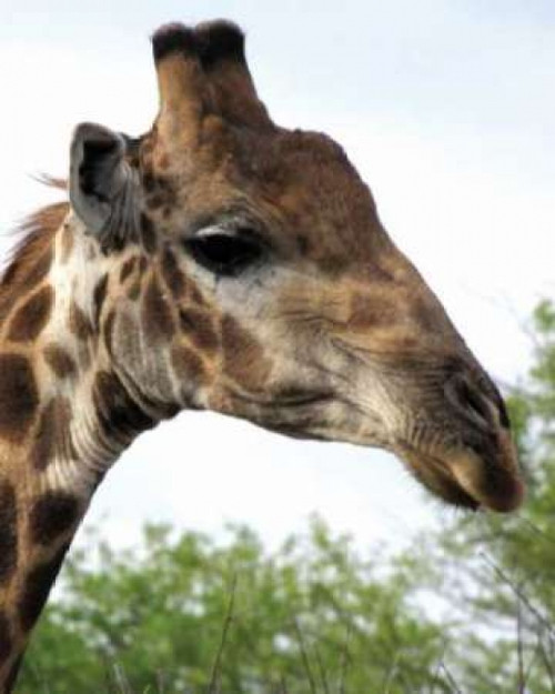 Giraffe Portrait IV Poster Print by Dana Underdahl - Item # VARPDXPSUND160