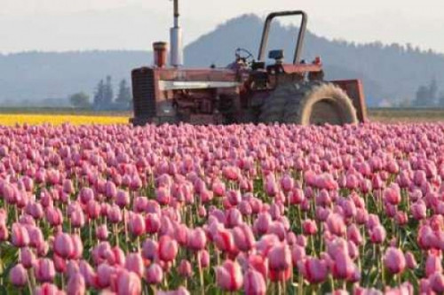 Tractor and Tulips II Poster Print by Dana Styber - Item # VARPDXPSSTY195