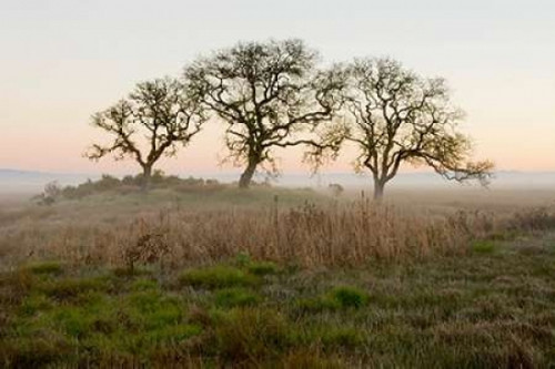 Oak Tree - 31 Poster Print by Alan Blaustein - Item # VARPDXABSFH49A