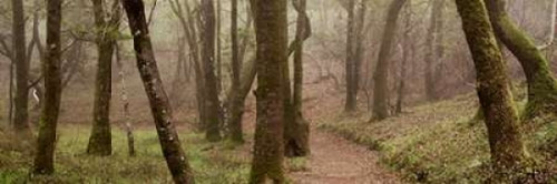 Oak Tree - 23 Poster Print by Alan Blaustein - Item # VARPDXABSFH47B Oak Tree - 23 Poster Print by Alan Blaustein - Item # VARPDXABSFH47B