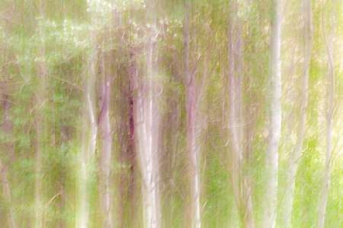 Aspen Blur III Poster Print by Kathy Mahan - Item # VARPDXPSMHN540
