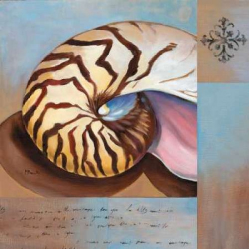 Sanibel Nautilus Poster Print by Paul Brent