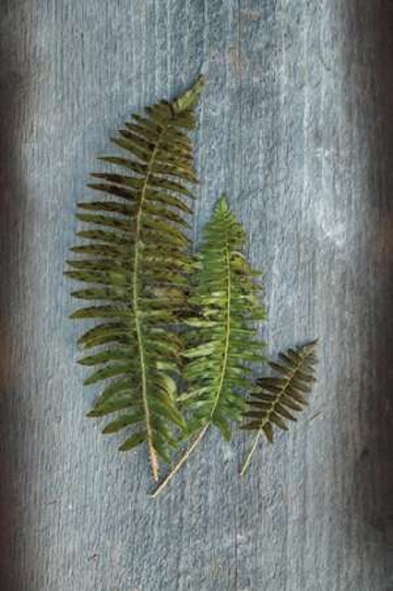 Woodland Fern VI Poster Print by Sue Schlabach - Item # VARPDX22500