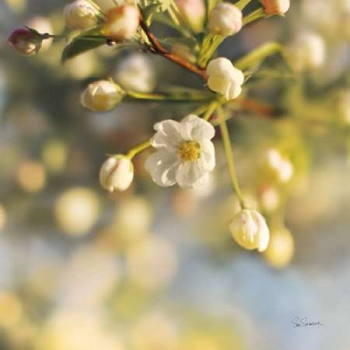 Blush Blossoms II Poster Print by Sue Schlabach - Item # VARPDX22116