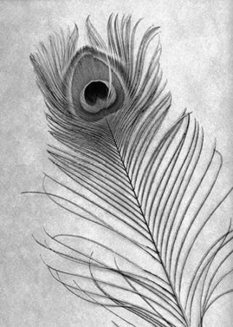 Feathers - 10 Poster Print by Alan Blaustein - Item # VARPDXABSLF117A