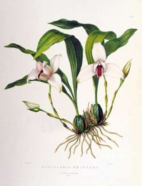 Orchid, Maxillaria Skinneri Poster Print by  Augusta Withers - Item # VARPDXAW04