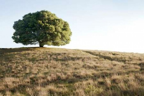 Oak Tree - 76 Poster Print by Alan Blaustein - Item # VARPDXABSFH131