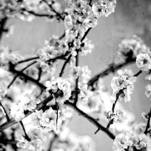 Black and White Blossoms I Poster Print by Susan Bryant - Item # VARPDX8823L