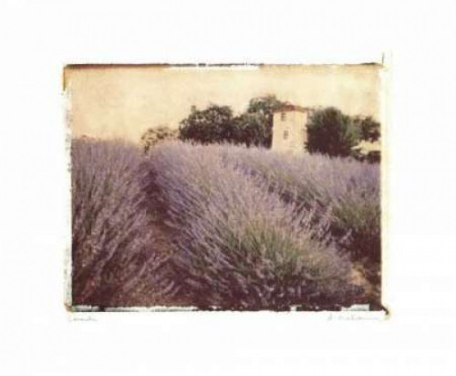 Lavender Poster Print by Amy Melious - Item # VARPDXMEL088