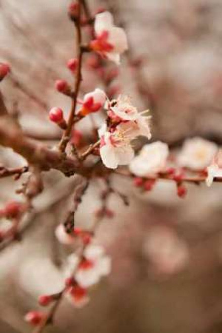 In Bloom XI Poster Print by Karyn Millet - Item # VARPDXPSMLT320