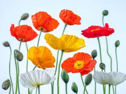 Multi coloured Poppies and buds Poster Print by  Assaf Frank - Item # VARPDXAF20100524041