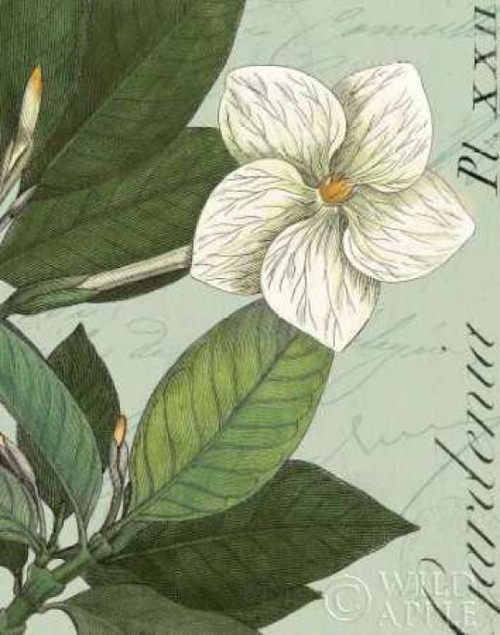 Botanique Bleu III Poster Print by  Wild Apple Portfolio - Item # VARPDX2041