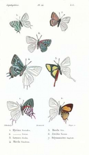 Buterflies, Plate 22 Poster Print by  Emile Blanchard