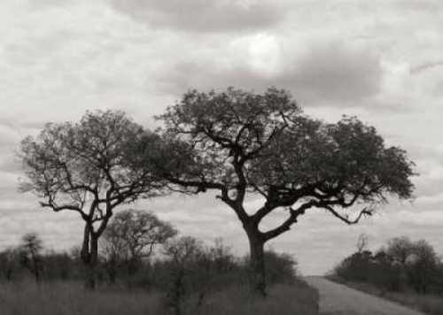 Tree II Poster Print by Dana Underdahl - Item # VARPDXPSUND221