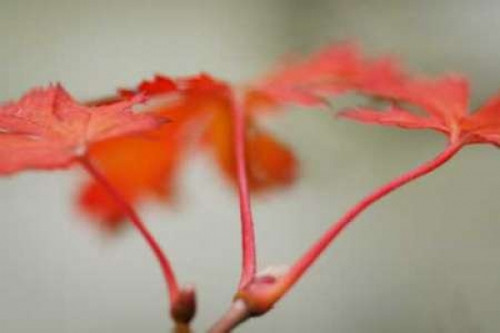 Maple In Style II Poster Print by Vitaly Geyman - Item # VARPDXPSVIT330