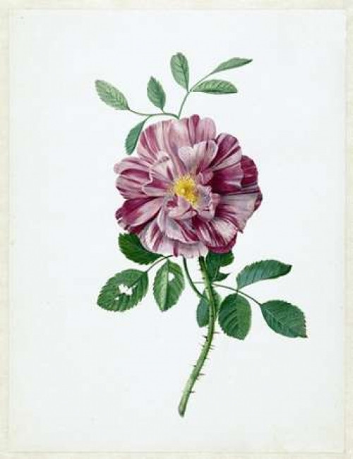 Rose Poster Print by  Dirck De Bray - Item # VARPDXDDB01