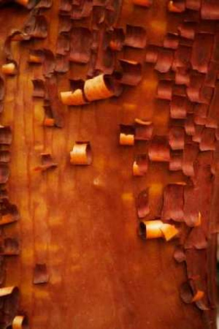 Menzanita Mosaic I Poster Print by Vitaly Geyman - Item # VARPDXPSVIT463