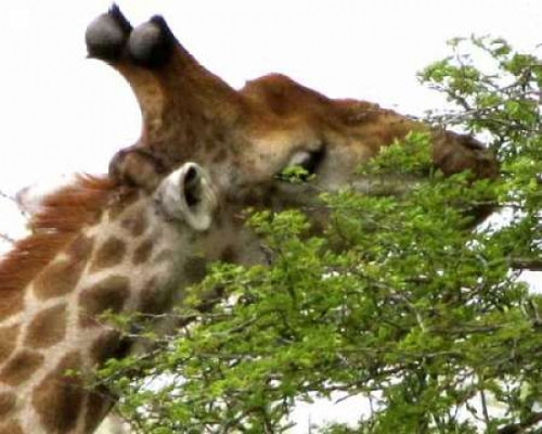 Giraffe I Poster Print by Dana Underdahl - Item # VARPDXPSUND147