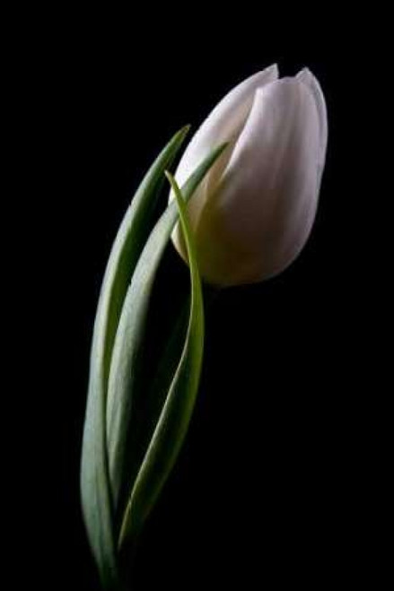 Tulips III Poster Print by C. Thomas McNemar - Item # VARPDXPSMNR267