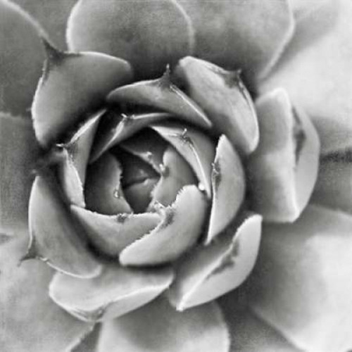 Garden Succulent II Poster Print by Laura Marshall - Item # VARPDX20825