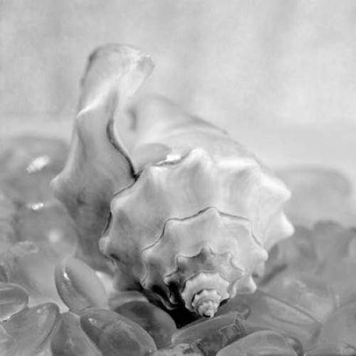 Crystal Cove - 42 Poster Print by Alan Blaustein - Item # VARPDXABSH349
