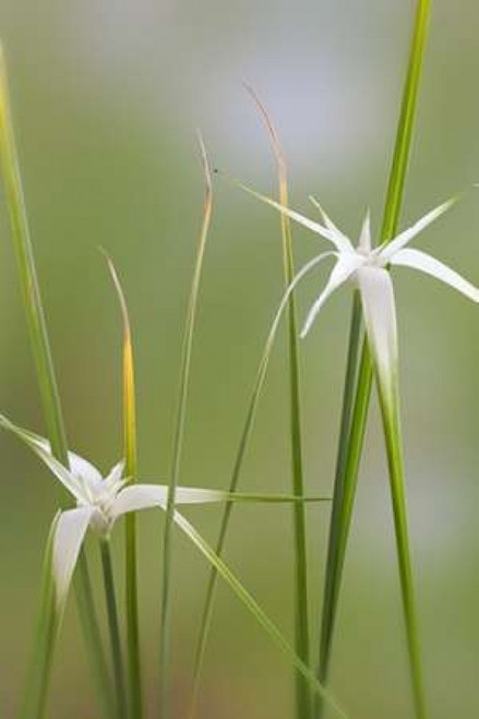 Star Grass I Poster Print by Kathy Mahan - Item # VARPDXPSMHN570