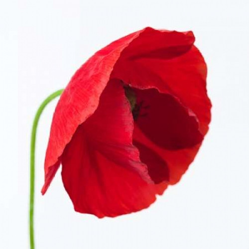 Poppy flower Poster Print by  Assaf Frank - Item # VARPDXAF20120620069