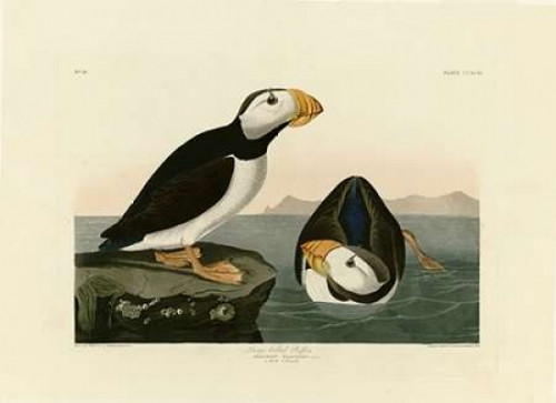 Large Billed Puffin Poster Print by  John James Audubon