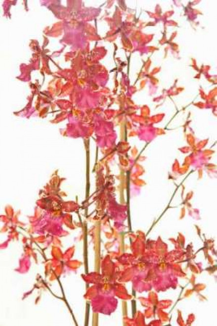 Pink Orchid II Poster Print by Karyn Millet - Item # VARPDXPSMLT373