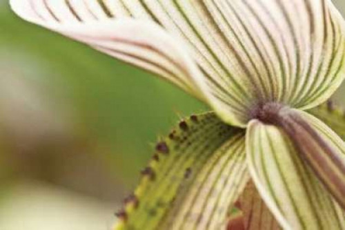 Green Mist Poster Print by Dana Styber - Item # VARPDXPSSTY128