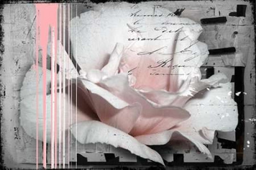 Pink Rose Poster Print by Micha Baker - Item # VARPDXGA0100218