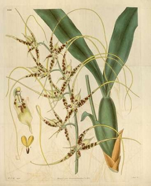 Orchid, Brassia Caudata Poster Print by  William Curtis - Item # VARPDXCO05