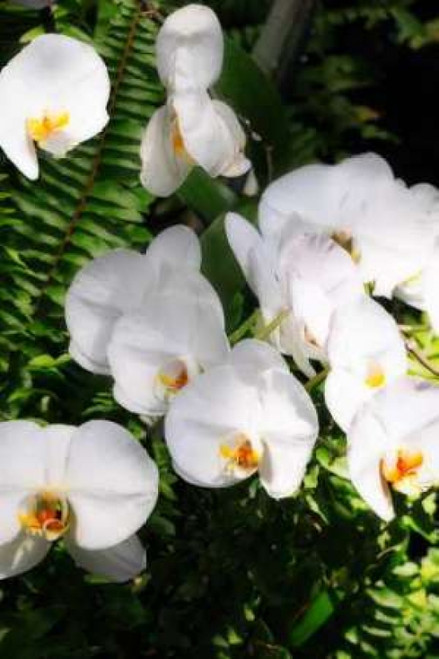 Orchids and Ferns II Poster Print by Alan Hausenflock - Item # VARPDXPSHSF677