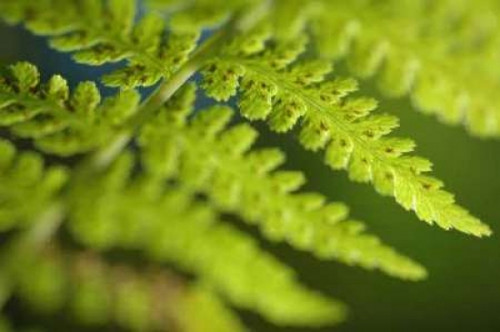 Spring Growth I Poster Print by Erin Berzel - Item # VARPDXPSBZL173