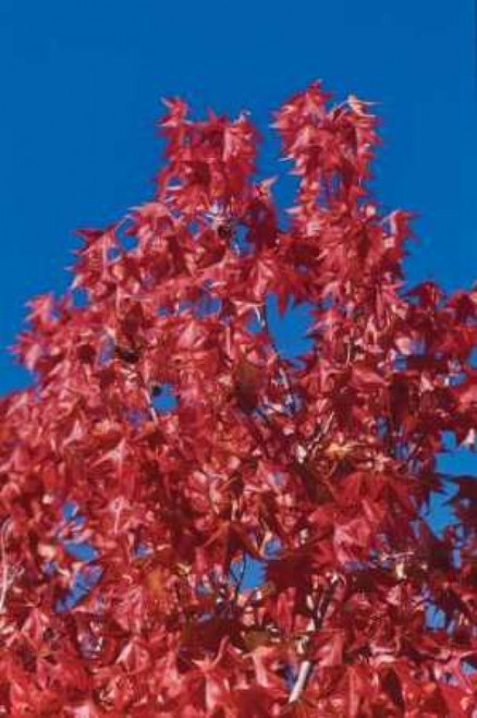 Fall Leaves IV Poster Print by Lee Peterson - Item # VARPDXPSPSN165