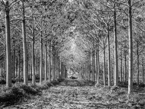 Pathway through trees in forest Poster Print by  Assaf Frank - Item # VARPDXAF20151220002C01