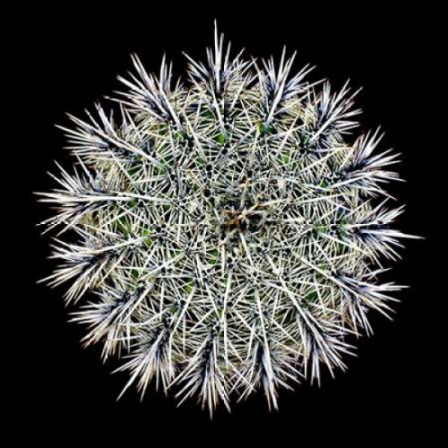 Saguaro Mandala I Poster Print by Douglas Taylor - Item # VARPDXPSTLR122