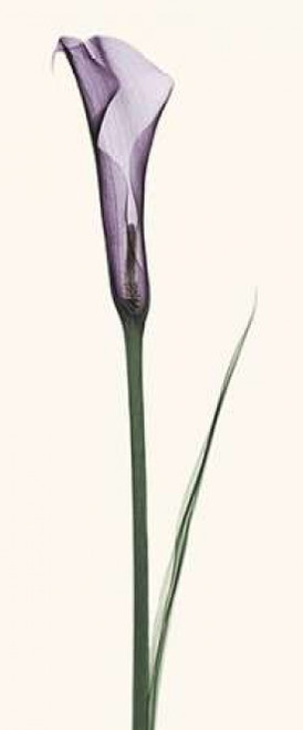 Calla Lily Poster Print by Robert Coop - Item # VARPDXC1028D