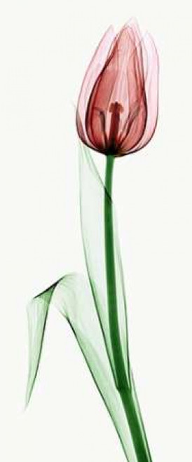 Tulip II Poster Print by Robert Coop - Item # VARPDXC1037D