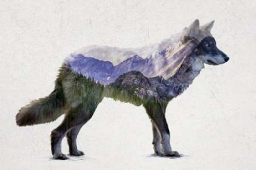 Rocky Mountain Grey Wolf Poster Print by  Davies Babies - Item # VARPDXD941D